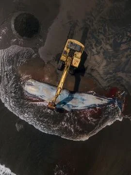 Dead sperm whale in state of putrefaction on the beach Foto stock