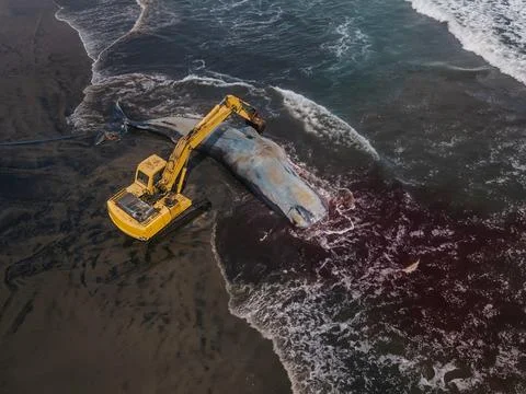 Dead sperm whale in state of putrefaction on the beach Foto stock