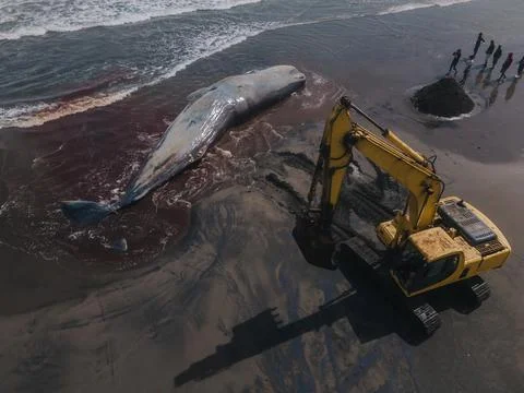 Dead sperm whale in state of putrefaction on the beach Foto stock