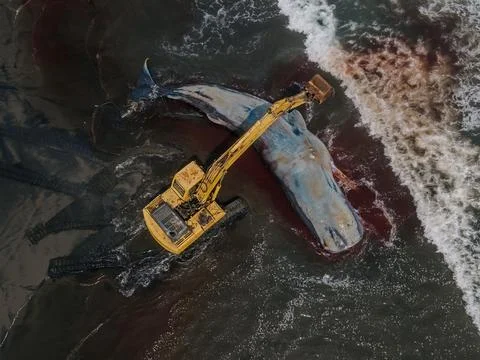 Dead sperm whale in state of putrefaction on the beach Foto stock