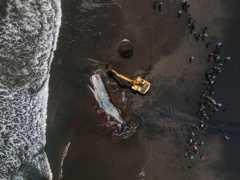 Dead sperm whale in state of putrefaction on the beach Foto stock
