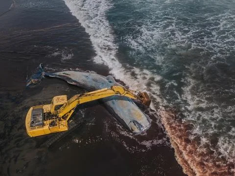 Dead sperm whale in state of putrefaction on the beach Foto stock
