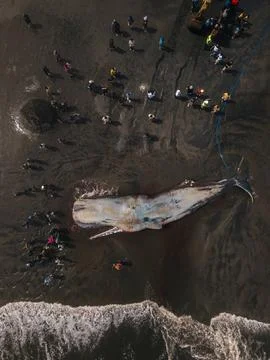 Dead sperm whale in state of putrefaction on the beach Foto stock