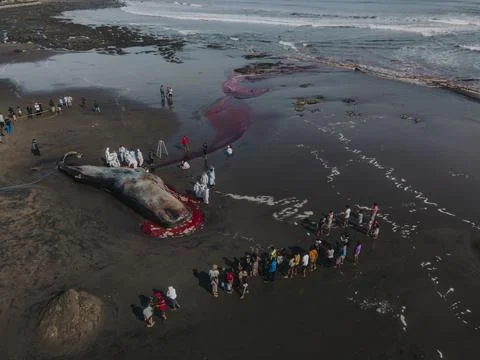 Dead sperm whale in state of putrefaction on the beach Foto stock