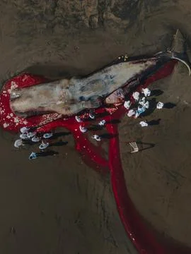 Dead sperm whale in state of putrefaction on the beach Foto stock