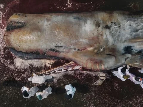 Dead sperm whale in state of putrefaction on the beach Foto stock