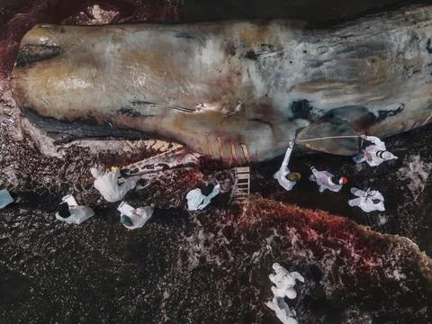 Dead sperm whale in state of putrefaction on the beach Foto stock