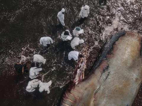 Dead sperm whale in state of putrefaction on the beach Foto stock