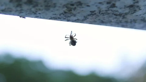 Dead Spider Bokeh Stock Footage 78767926
