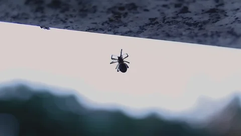 DEAD SPIDER BOKEH Stock Footage 90133733