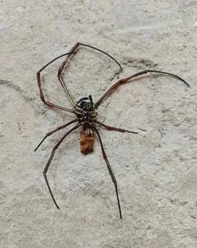Dead Spider on Concrete Surface Close Up Stock Photos