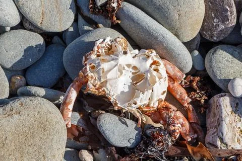 Dead spider crab on pebbles Foto stock
