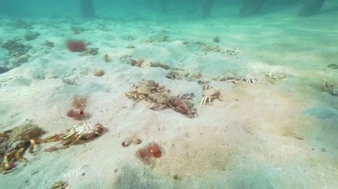 Dead spider crab shells Video stock 64912070
