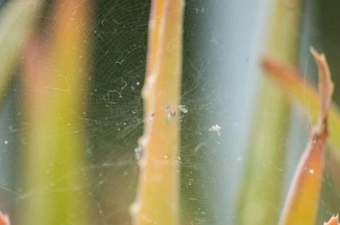 Dead spider in web Stock Photos