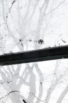 Dead spider in window Stock Photos