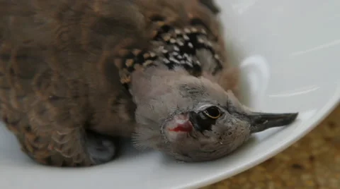 Dead Spotted dove on a dish Stock Footage 56137021