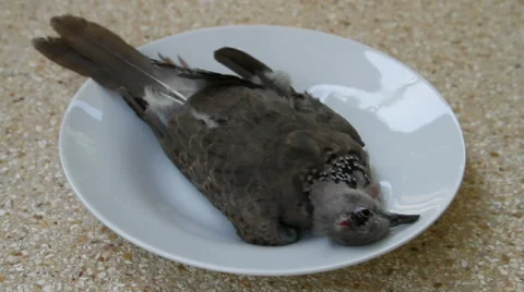 Dead Spotted dove on a dish Stock Footage 56137060