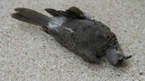 Dead Spotted dove Stock Footage 56137137