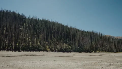 Dead spruce forest above dry cracked lakebed 스톡 동영상 348024377