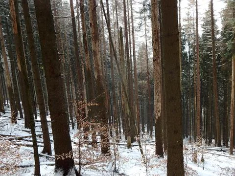 Dead spruce forest in winter Stock Photos