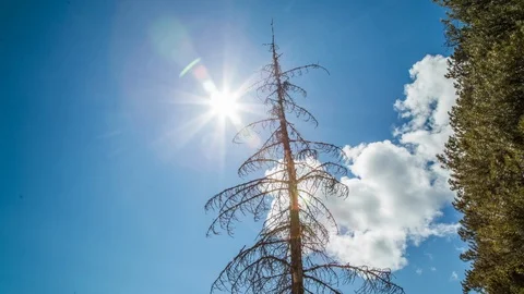 Dead Spruce with Springtime Reveal Stock Footage 88193996