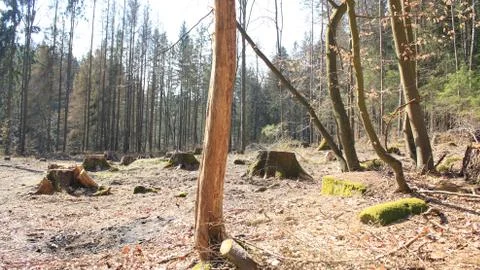 Dead spruce tree after spruce bark beetle calamity Stock Photos