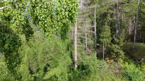 Dead spruce trees and forest dieback in the Harz aerial Germany Stockbeeldmateriaal 341282818