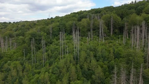 Dead spruce trees, climate change, weakened tree through prolonged drought Stock Footage 337046585