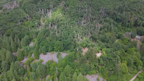 Dead spruce trees, climate change, weakened tree through prolonged drought 動画素材 342220522
