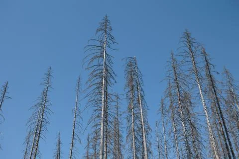 Dead Spruce Trees Killed by Bark Beetle Under Blue Sky. Stock Photos