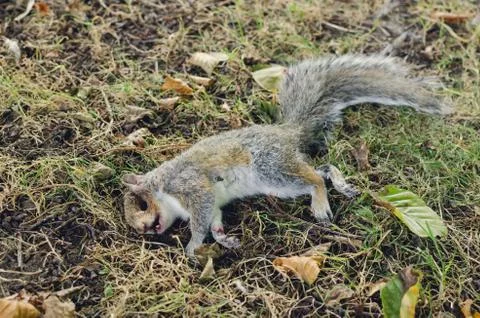 Dead squirell Stock Photos