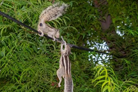 Dead Squirrel Electrocuted on Electric Wire with Another Squirrel Watching Stock Photos