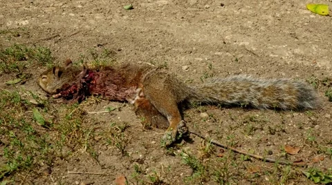 Dead squirrel Stock Footage 53844427