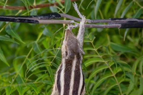 Dead squirrel hanging on electric wire after electrocution accident Stock Photos