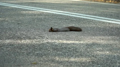 A dead squirrel lies on the road, just been killed by a car Stock Footage 144441900