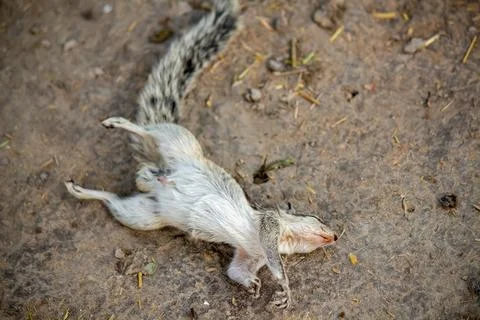 Dead Squirrel Lying on Ground After Electrocution Accident in Rural Setting Stock-Fotos