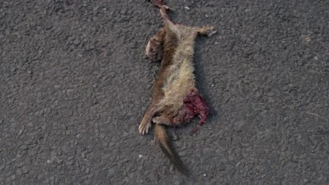 Dead squirrel lying on the road Stock Footage 219381073