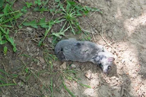 Dead squirrel Stock Photos