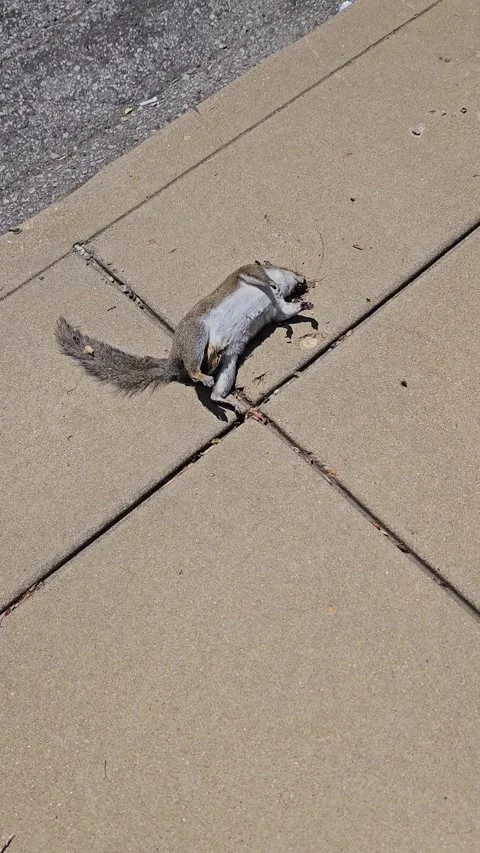 Dead Squirrel on Sidewalk - Belly and Tail Stock Footage 321611254
