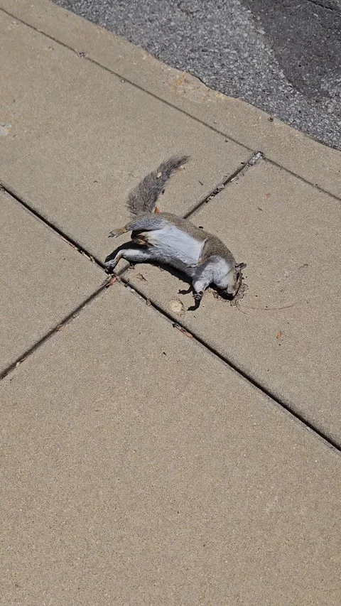 Dead Squirrel on Sidewalk with Flies Stock Footage 321611255