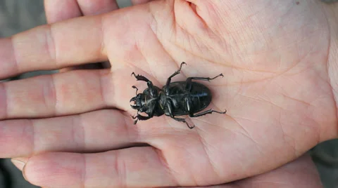 Dead Stag Beetle Lies on Hand HD Stock Footage 32151492