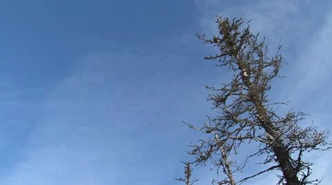 Dead Standing Spruce in Snowy Forest tilt Stock Footage 10843355
