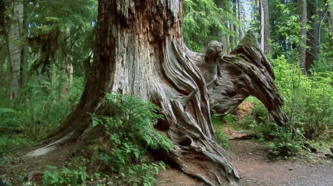 Dead Standing Tree at Olympic National Park Washington Stock Footage 38601316