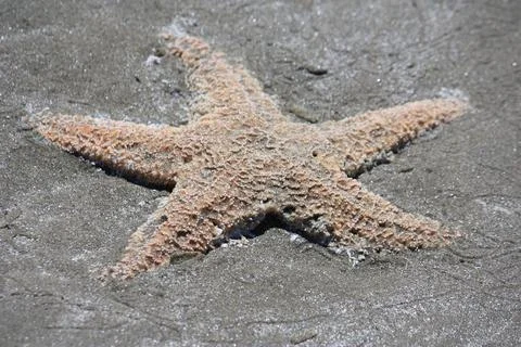Dead Starfish Stock Photos