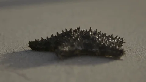 Dead starfish on a sand beach Stock Footage 74908345