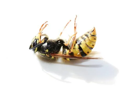 Dead stinging wasp Stock Photos