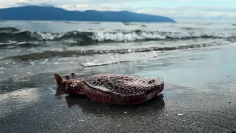 Dead stingray washed ashore by sea waves Stock Footage 324574226
