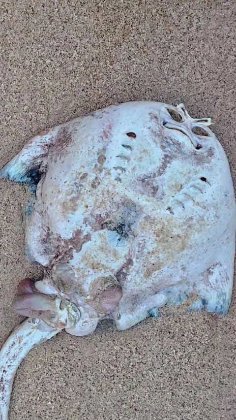 Dead stingray washed ashore on wet tropical beach sand Stock Footage 346741221