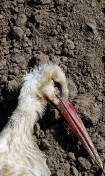 Dead stork beak Stock Photos