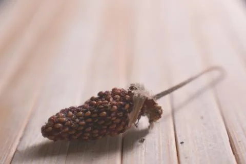 Dead Strawberry-2 Stock Photos
